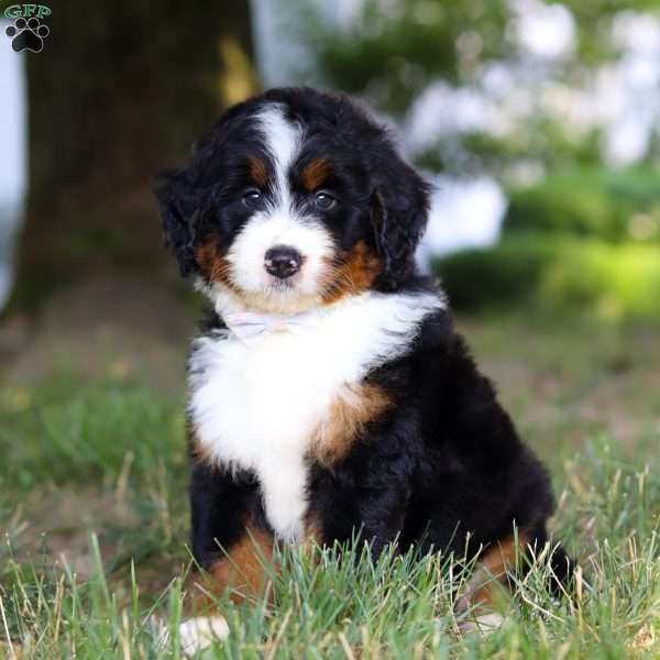 Captain, Mini Bernedoodle Puppy